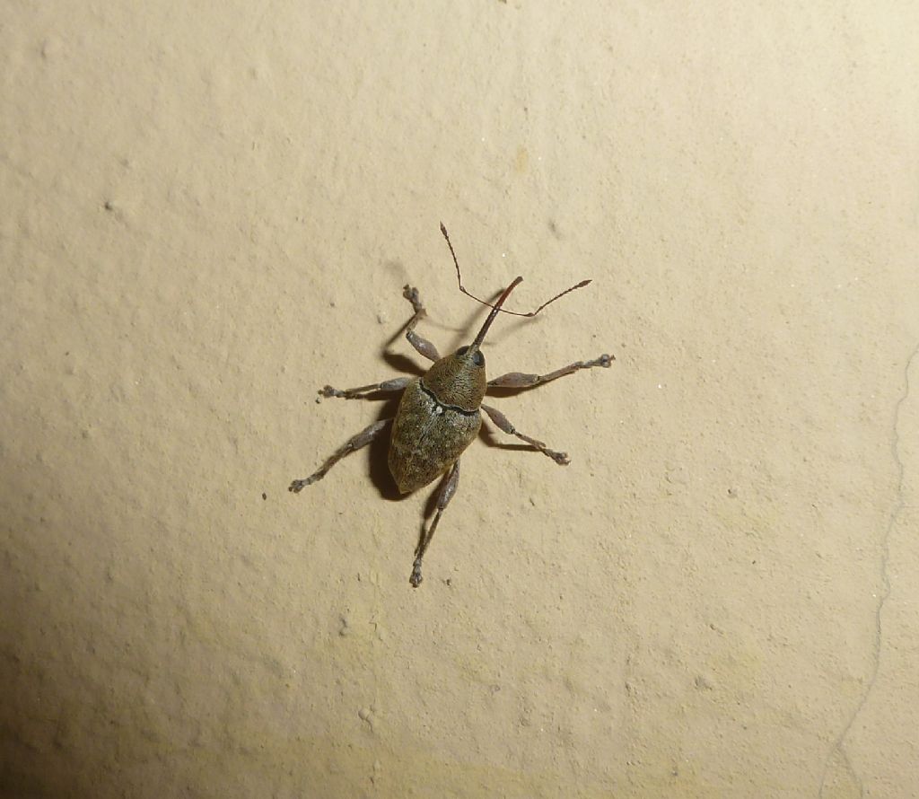 Curculionidae:  Curculio cfr. nucum